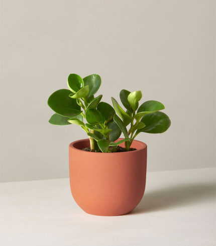 Peat Free Potting Mix - Image 2