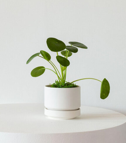 Neem Oil Natural Leaf Shine - Image 4